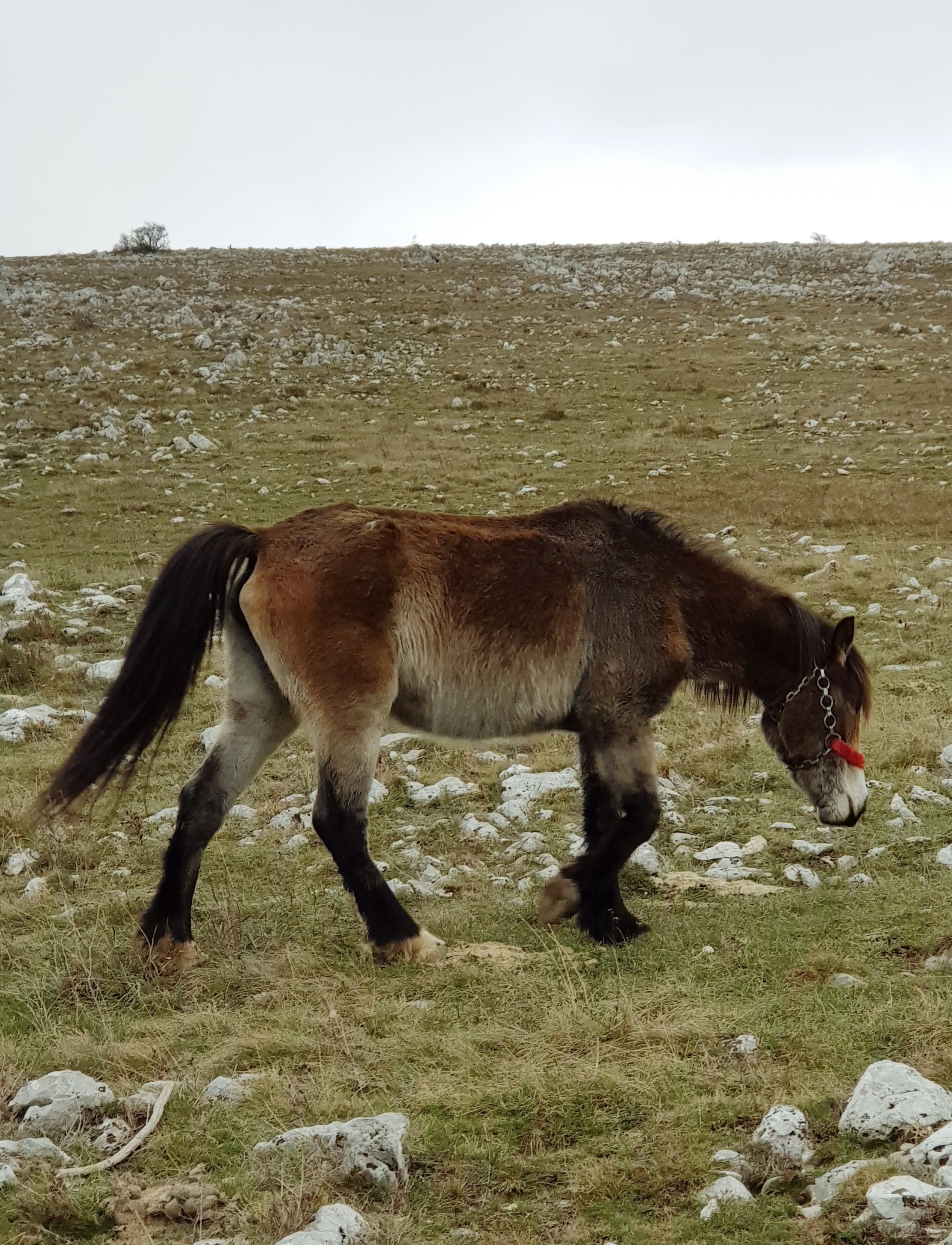 A Gotland russ horse walking in a rocky field under an overcast sky.