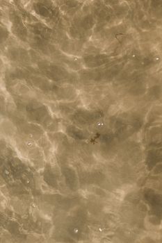 starfish photo