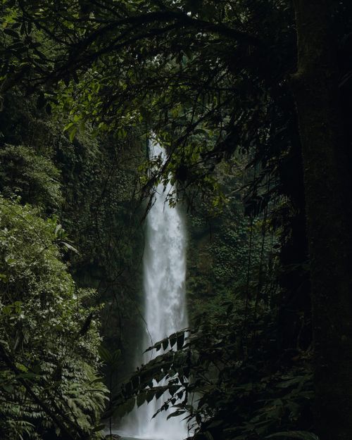 Free Captivating view of a waterfall cascading through dense foliage in Bali's tropical landscape. Stock Photo