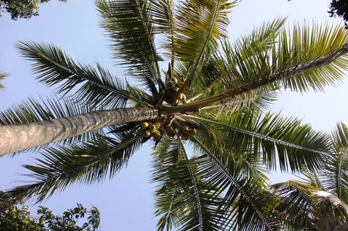 Free Low angle shot of a coconut palm tree with green leaves and coconuts, set against a clear blue sky. Stock Photo