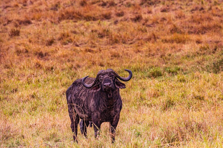 African Buffalo On A Field