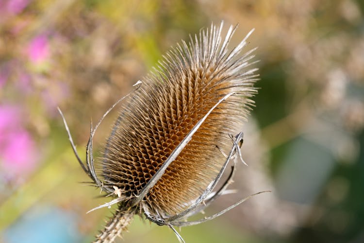 Close Up Photo Of Teasel Flower Head