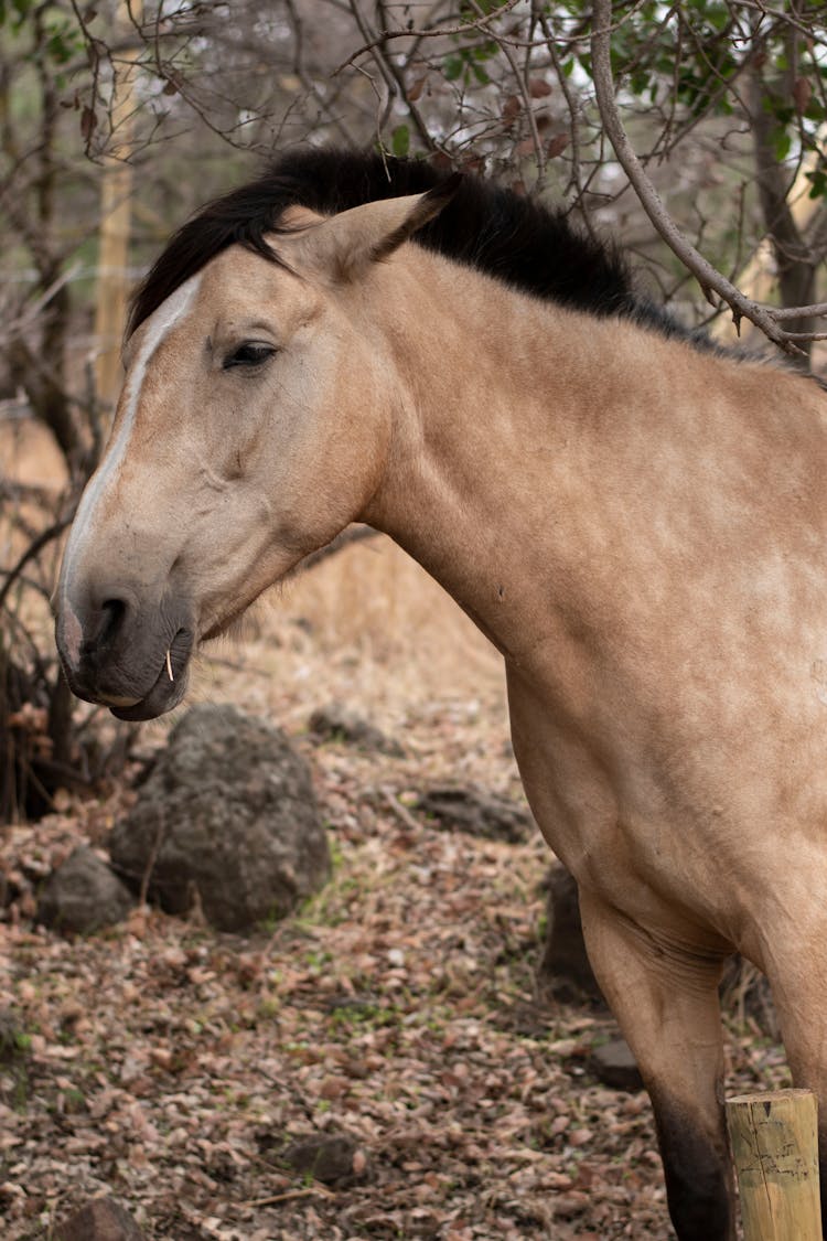 Lusitano A Portuguese Horse Breed