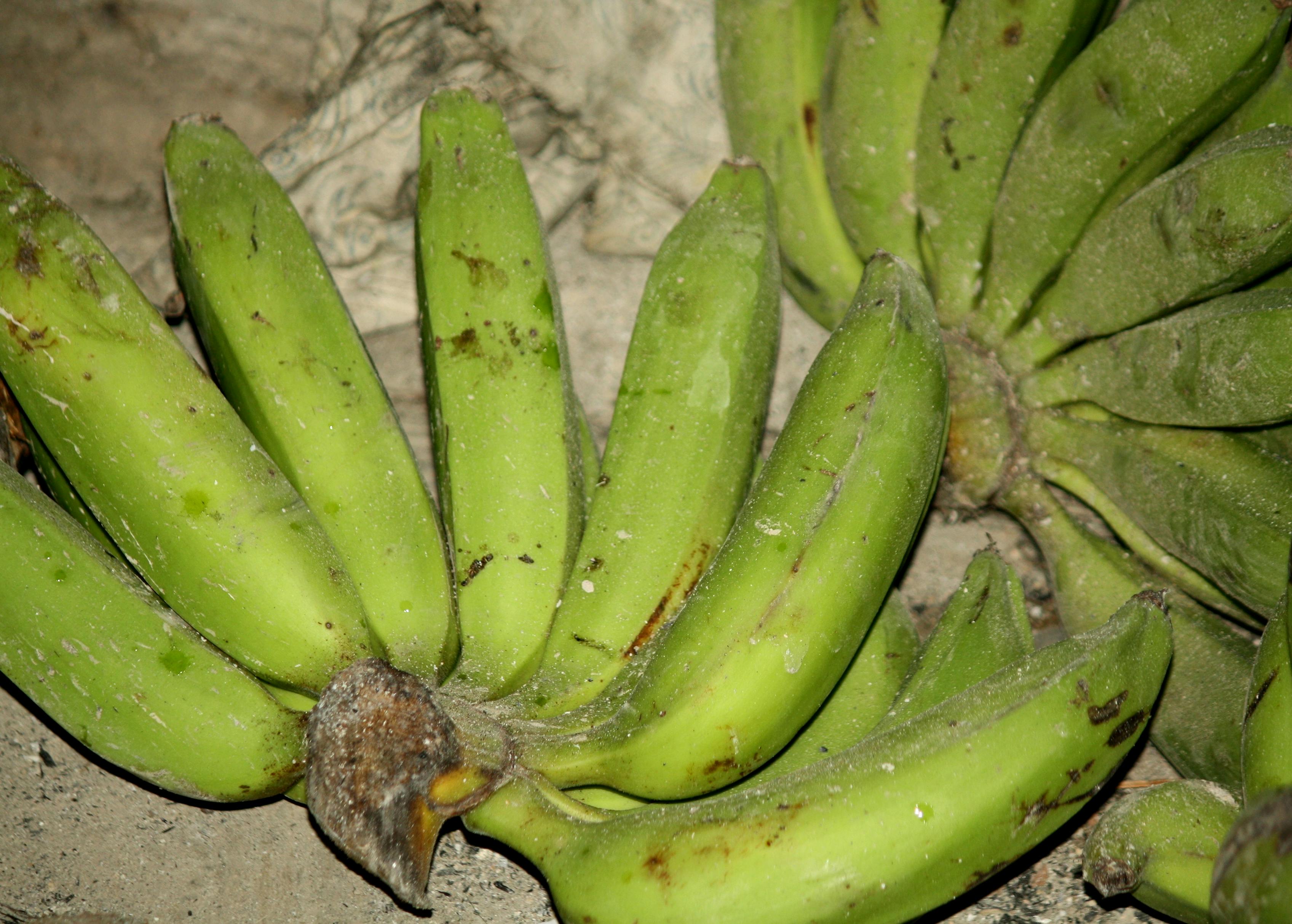 Skunk walking through grass in a wooded area