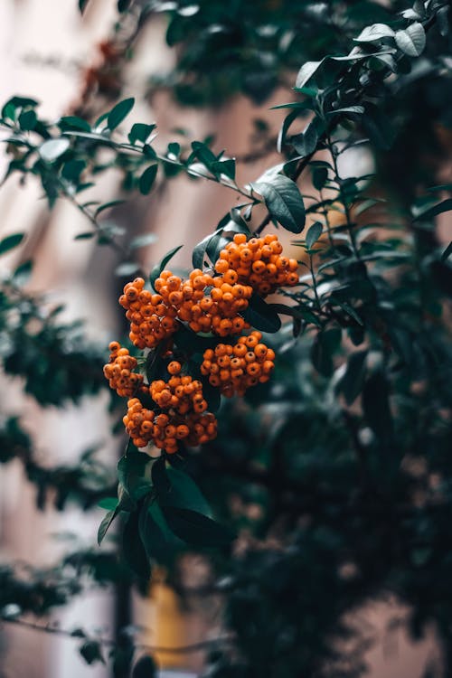 Rowan Berries on Tree Branch