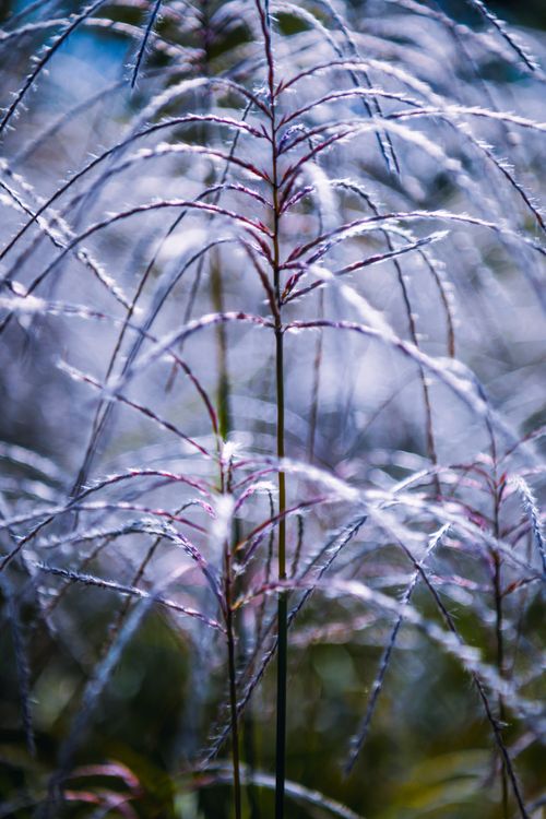 Free Macro shot of delicate grass stalks with a beautiful background blur. Stock Photo