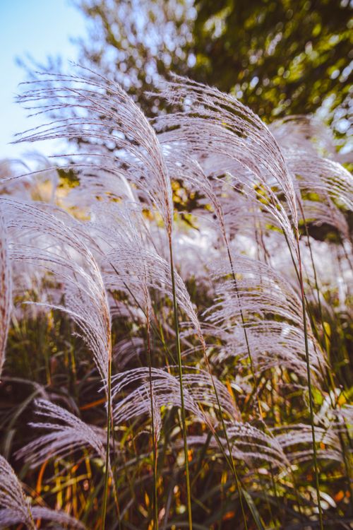 Free A close-up of swaying tall grass under sunlight, capturing the essence of nature's calmness. Stock Photo