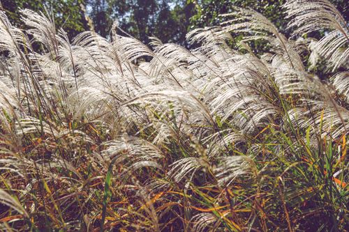 Free Captivating landscape of ornamental pampas grass swaying gently in the outdoor breeze. Stock Photo
