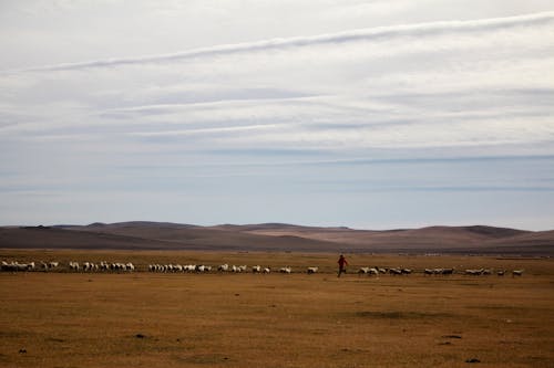 Man Chasing a Flock of Sheep in a Pasture
