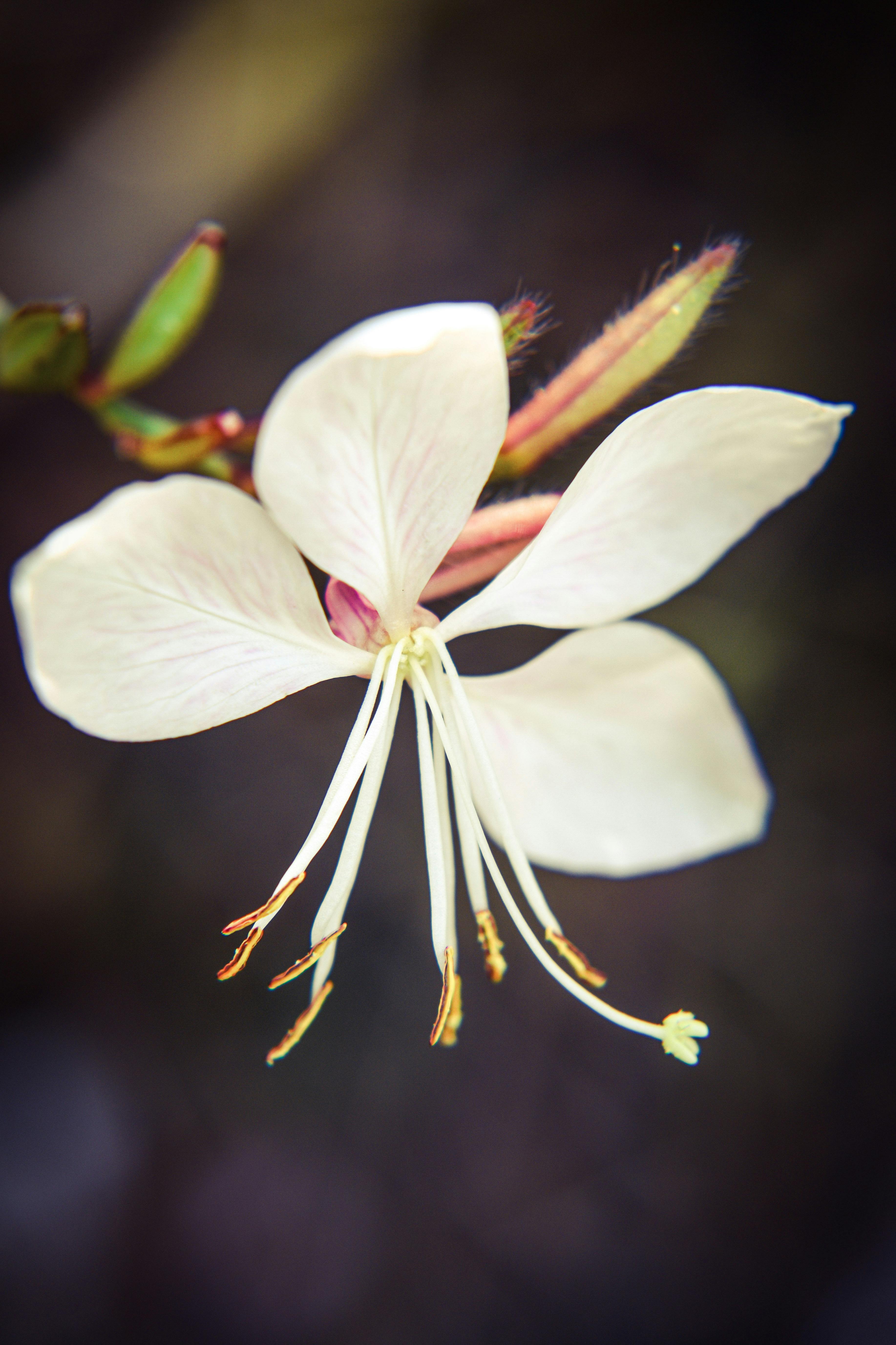 Litchi Flower Photos, Download The BEST Free Litchi Flower Stock Photos ...