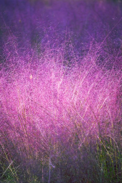 Free Lush purple Muhly Grass swaying in the summer breeze, creating a dreamy wildflower scene. Stock Photo