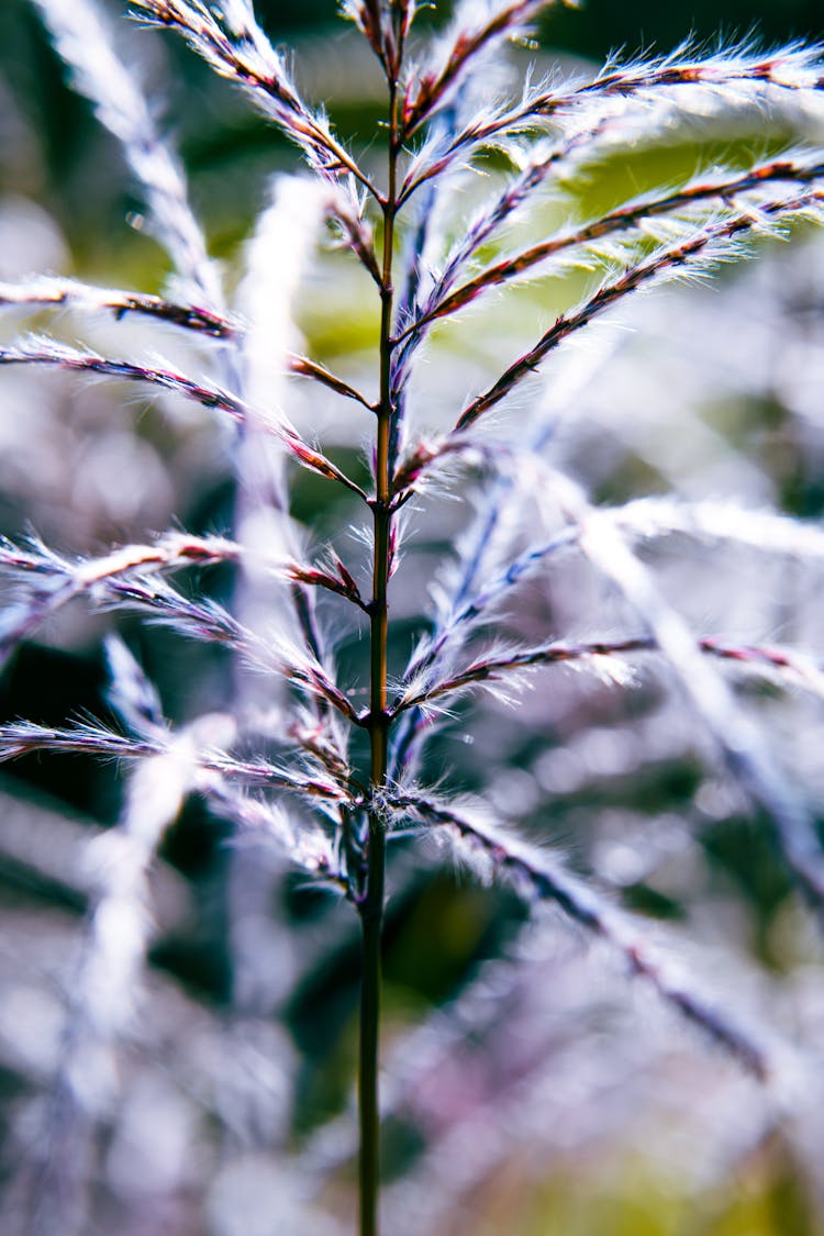 Plant With Fluffy Branches