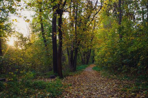 Free Serene forest trail in autumn with sunlit leaves and golden hues, perfect for nature enthusiasts. Stock Photo