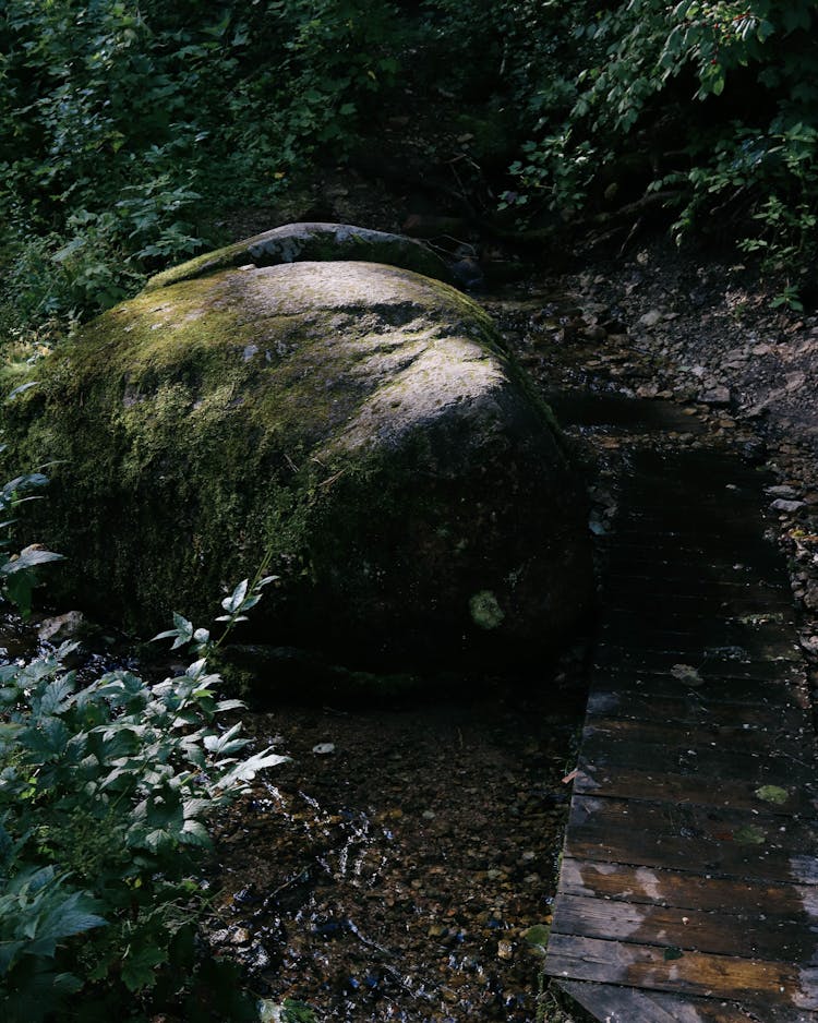 Large Stone Covered In Moss In A Rainforest 