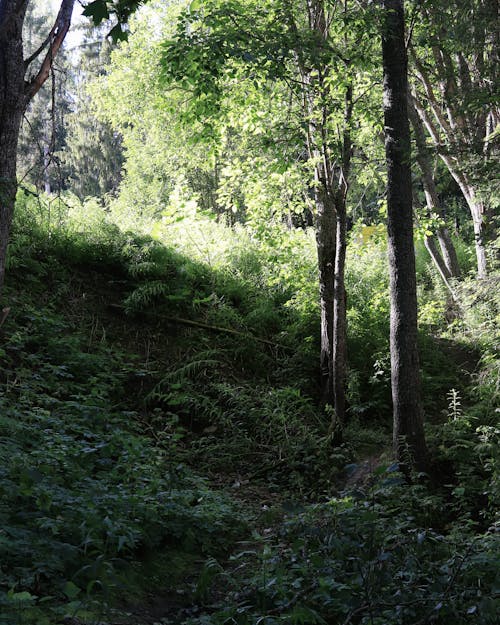 Ilmainen kuvapankkikuva tunnisteilla maisema, metsä, polku