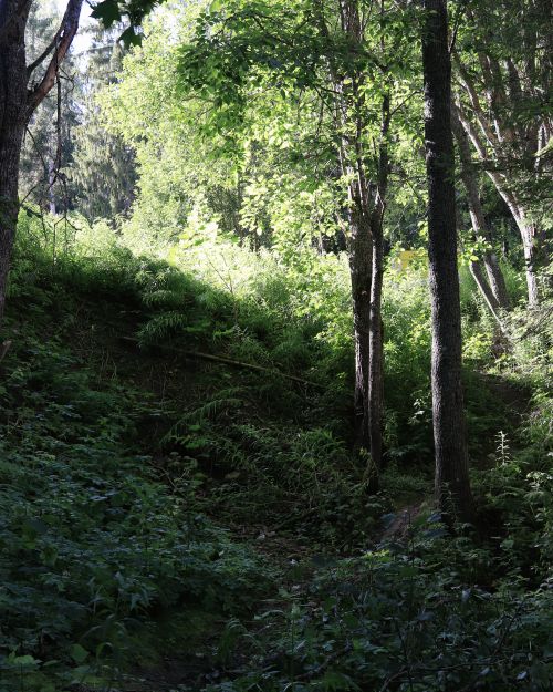 Free Serene forest landscape with sunlit trail, lush greenery, and towering trees. Stock Photo