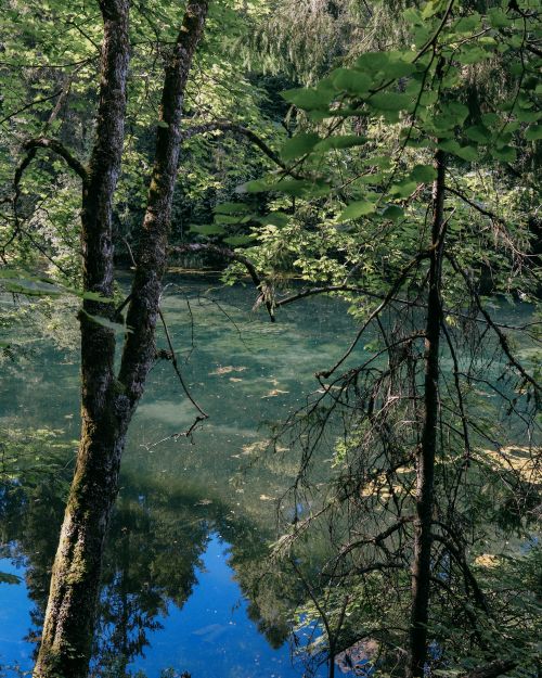 Free Tranquil forest lake with clear water reflecting green trees in a peaceful setting. Stock Photo