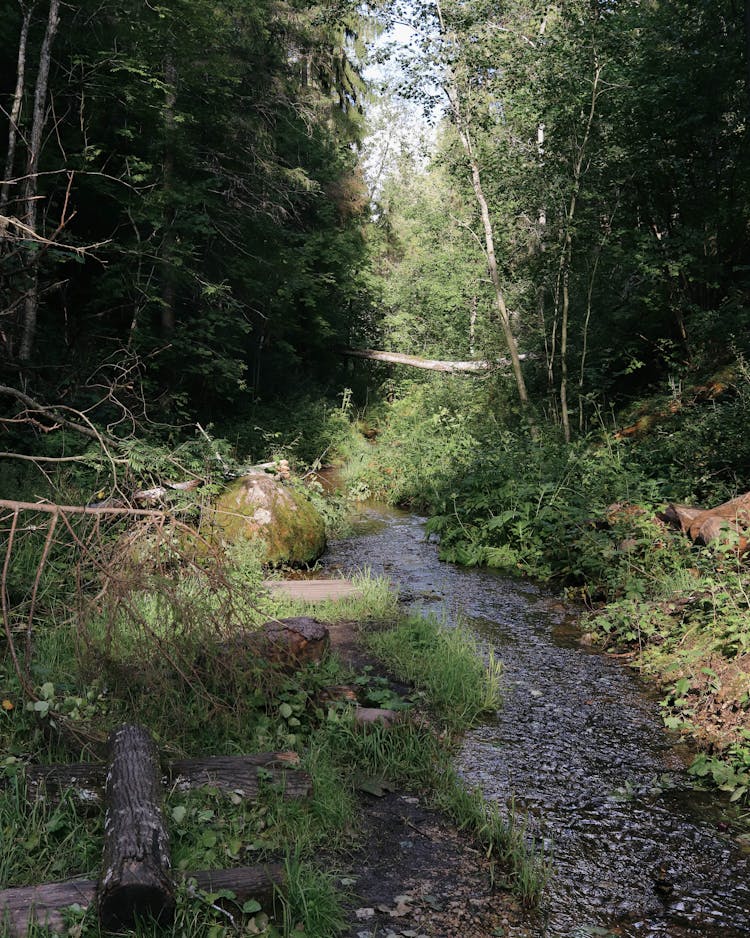 Photo Of Trees Near A River