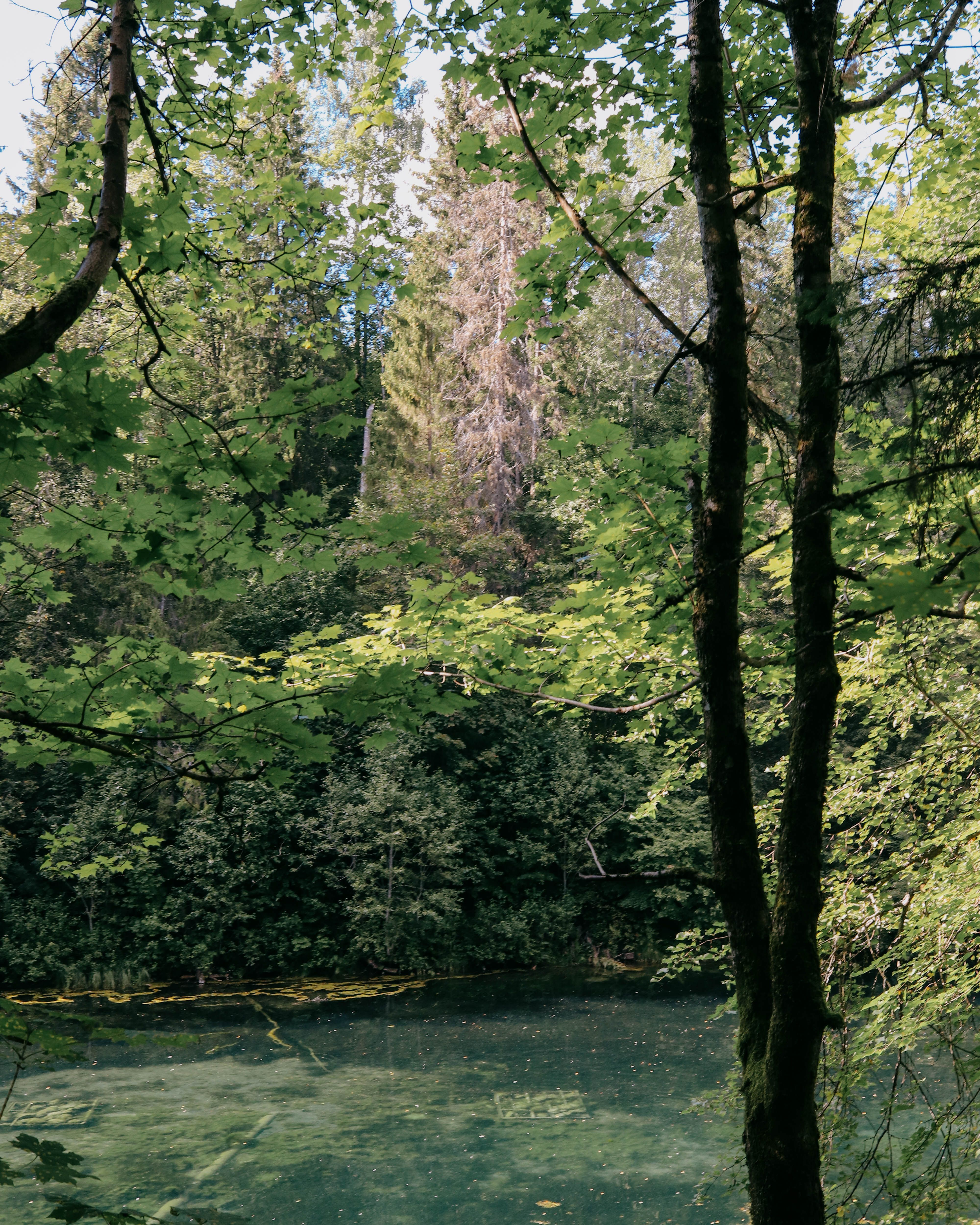Green Trees Near River · Free Stock Photo