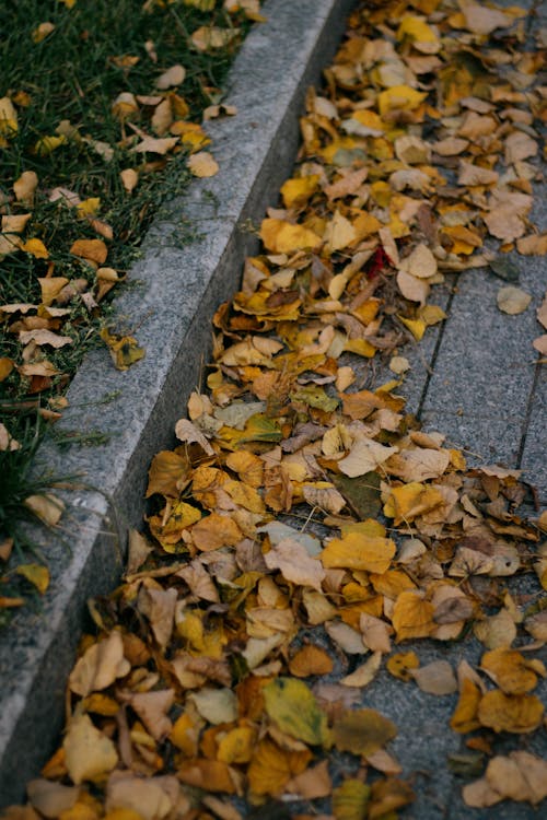 Fotobanka s bezplatnými fotkami na tému betónová podlaha, listy, pád