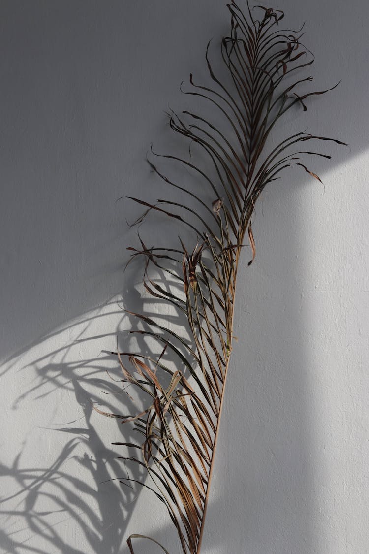 Dried Leaf Against A Wall