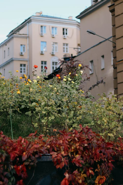 Darmowe zdjęcie z galerii z budynki, flora, kwiaty