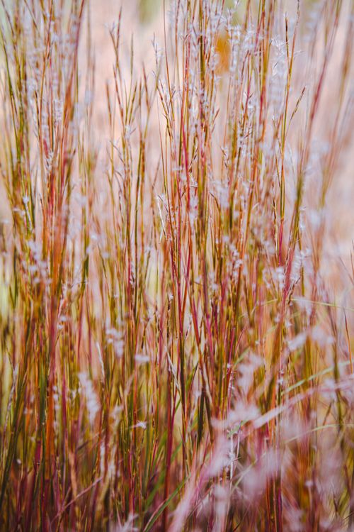 Free Colorful close-up of tall grasses displaying autumn hues in a natural setting. Stock Photo