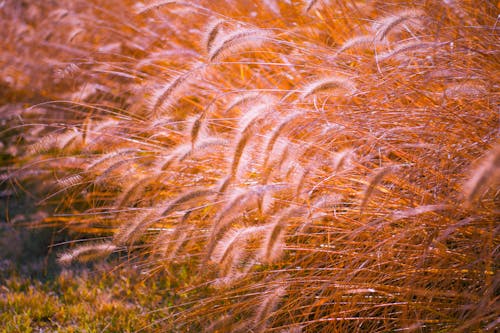 Photograph of Dry Grass