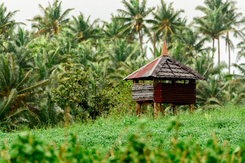 Wooden Hut among Palm Trees 