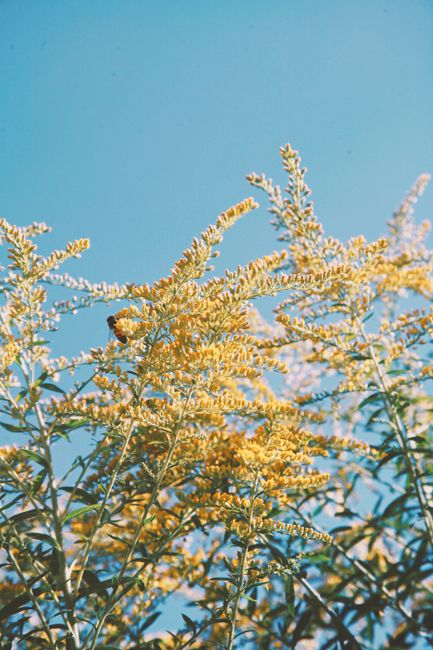 A bee pollinates yellow wildflowers against a clear blue sky, capturing nature's beauty.