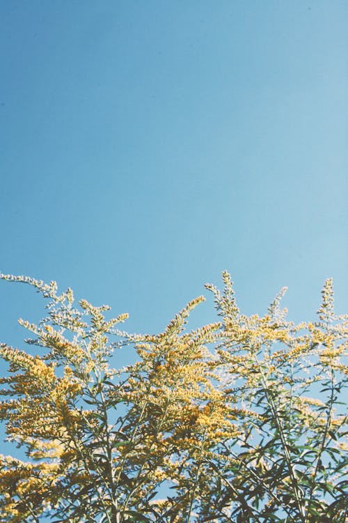 Shrub against Blue Sky 