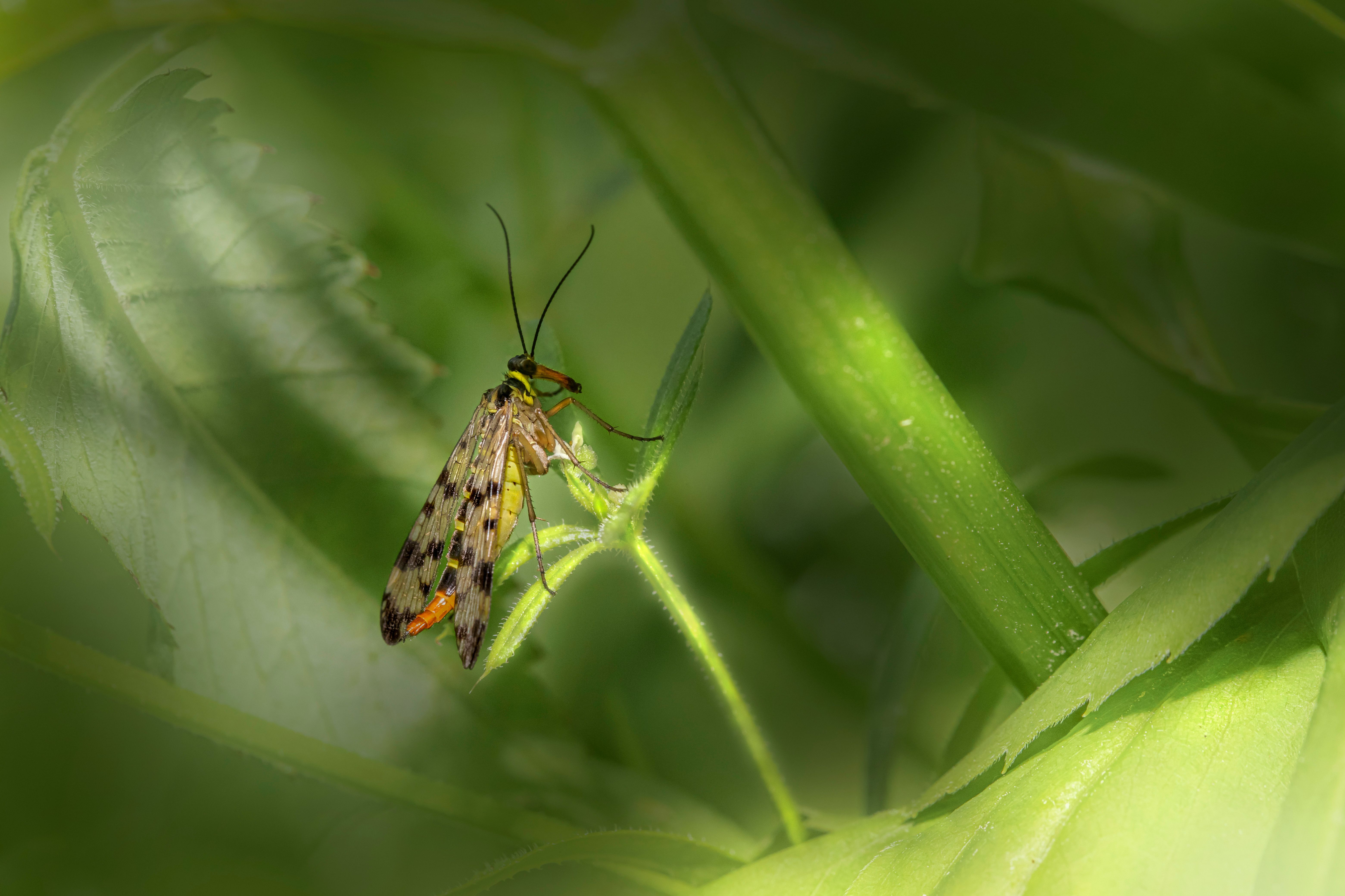 Close Up Photo of Insect on Green Leaf · Free Stock Photo