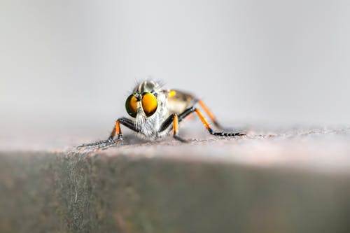 Robber Fly in Close Up