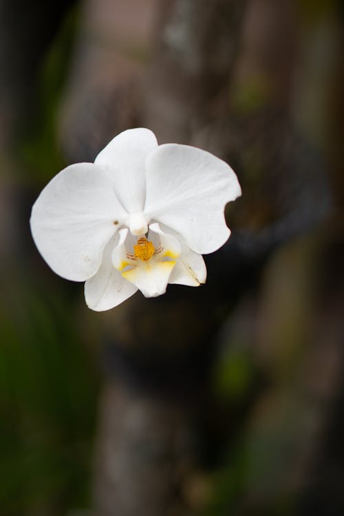 A White Moth Orchid in Close-Up Photography