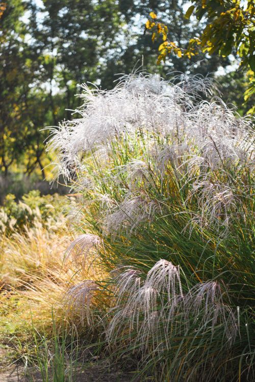 Free Sunlit tall ornamental grass in a natural park setting, capturing summer's essence. Stock Photo