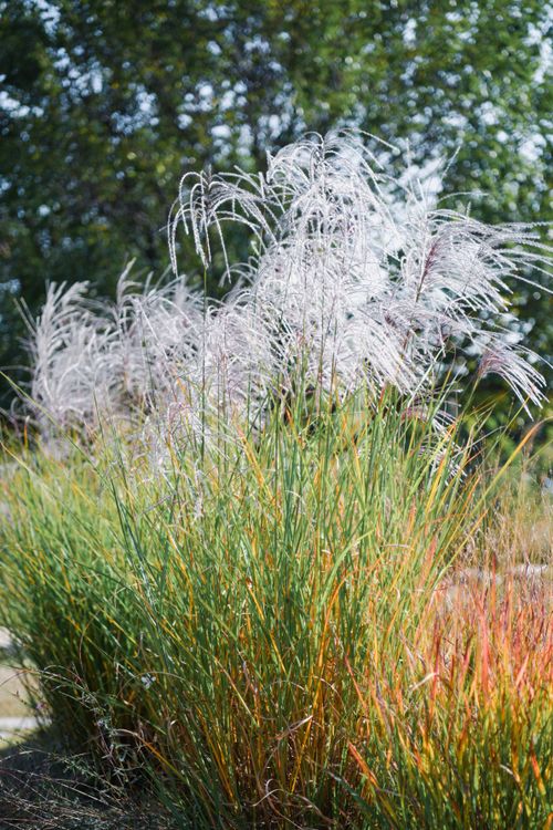 Free Sunlit ornamental grasses sway elegantly against a leafy backdrop. Stock Photo