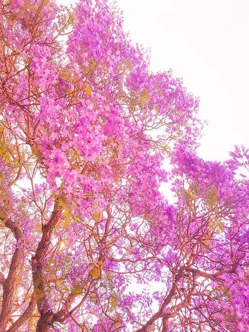 Free stock photo of blooming, brisbane, jacaranda Stock Photo