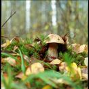 Close-up of a wild mushroom in a forest with autumn leaves and moss.