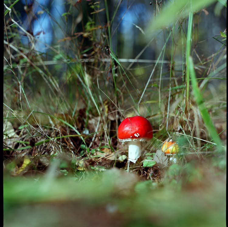 A Red Mushroom Near Green Grass