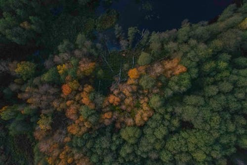 Drone Shot of a Forest