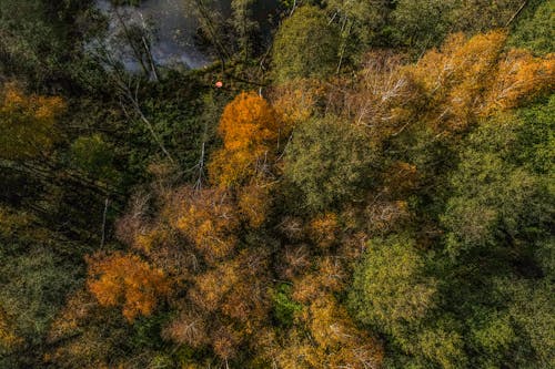 Drone Shot of a Forest 