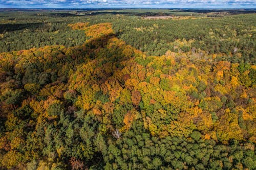 Aerial Shot of a Forest