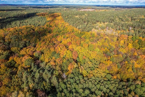 Darmowe zdjęcie z galerii z drzewa, flora, fotografia lotnicza