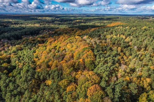 Bird's-Eye View Photograph of a Forest