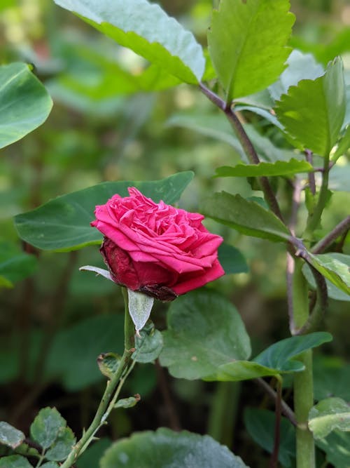 中國玫瑰, 吊鐘花 的 免費圖庫相片