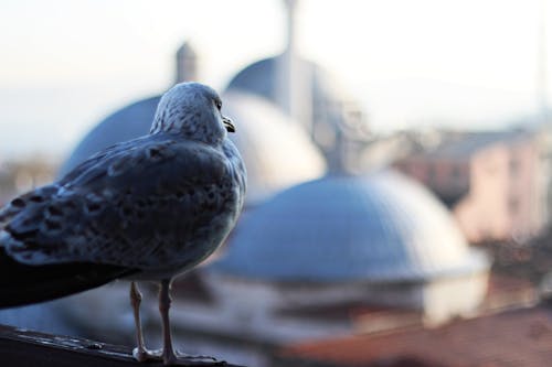 Photos gratuites de aviaire, fermer, goéland argenté