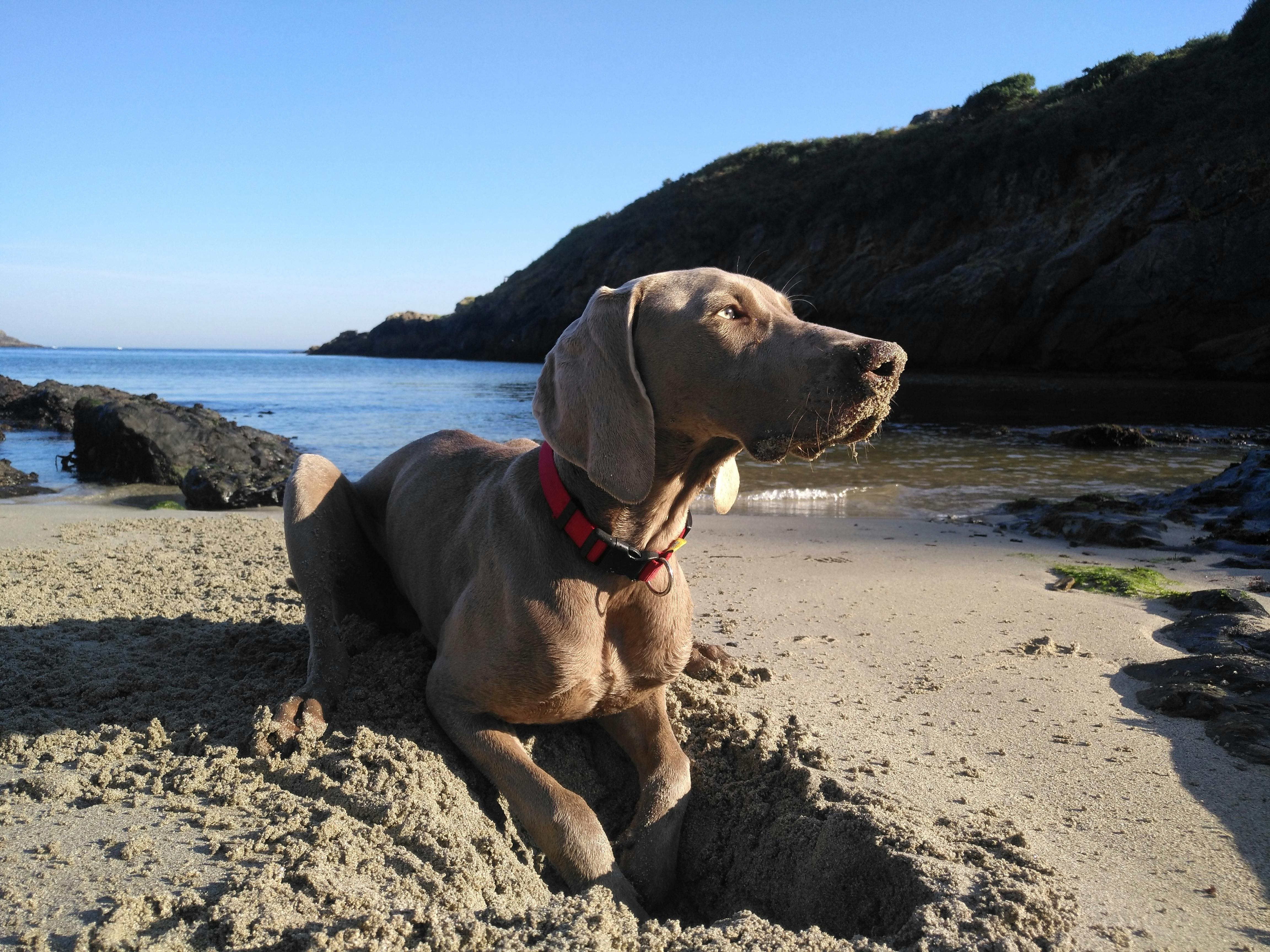 A Weimaraner Dog on the Sand