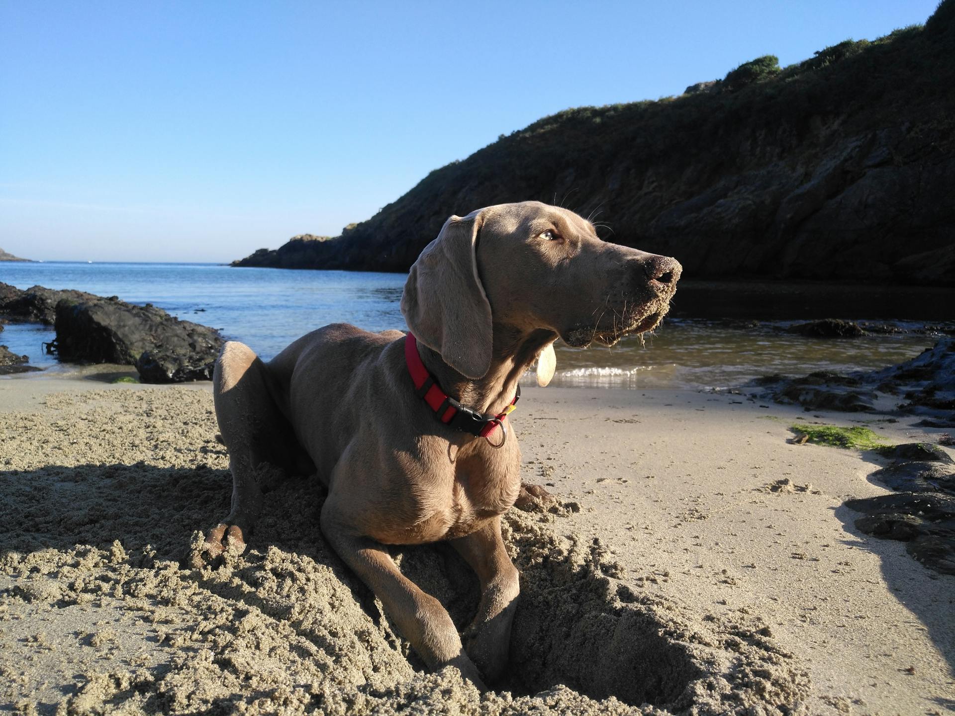 En Weimaranerhund på sanden