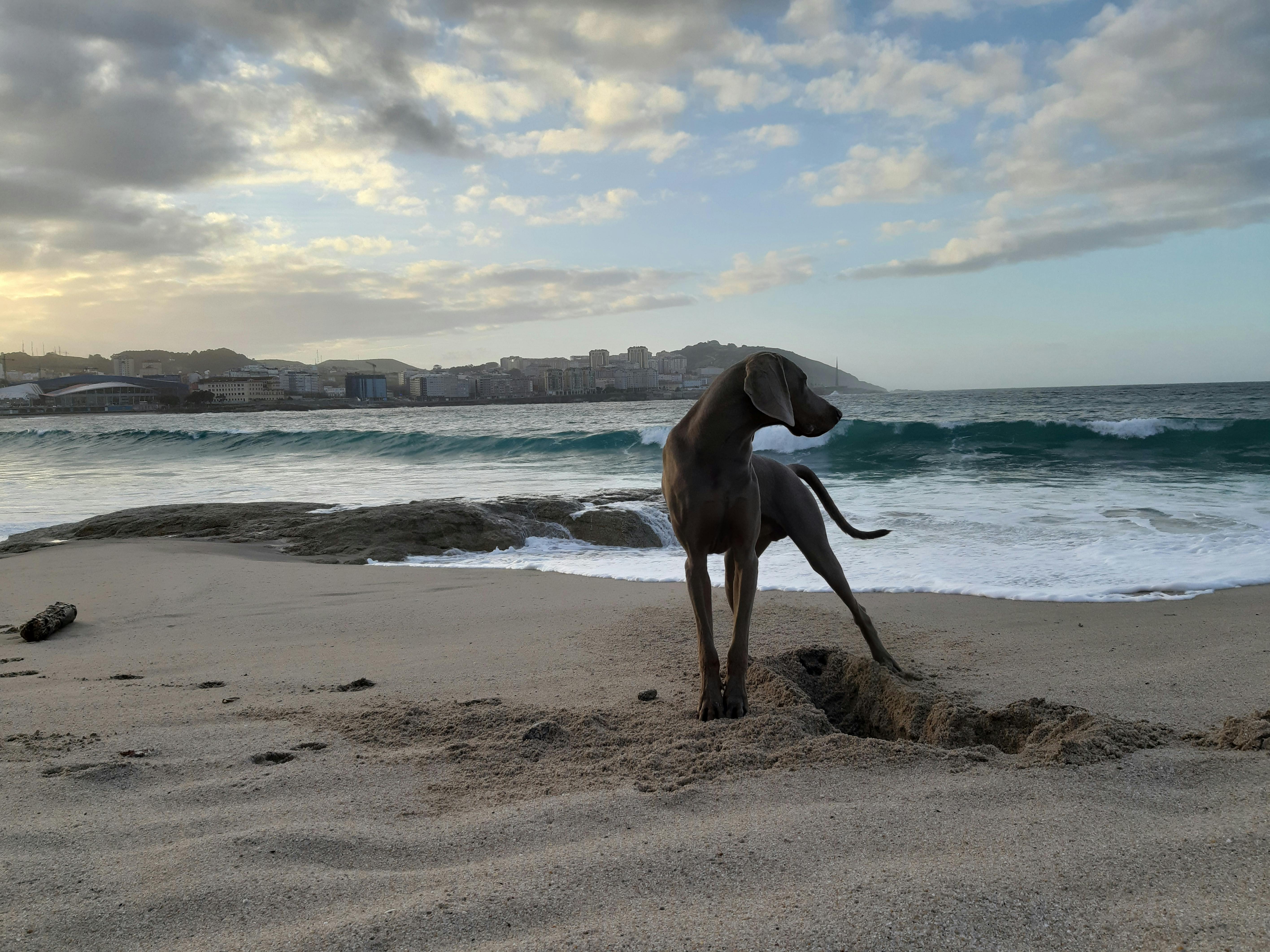 Photo of a Weimaraner Dog at the Beach