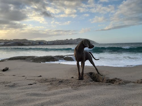 Photo of a Weimaraner Dog at the Beach